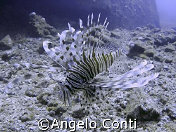 Pterois Volitans near Dunraven Wreck by Angelo Conti 